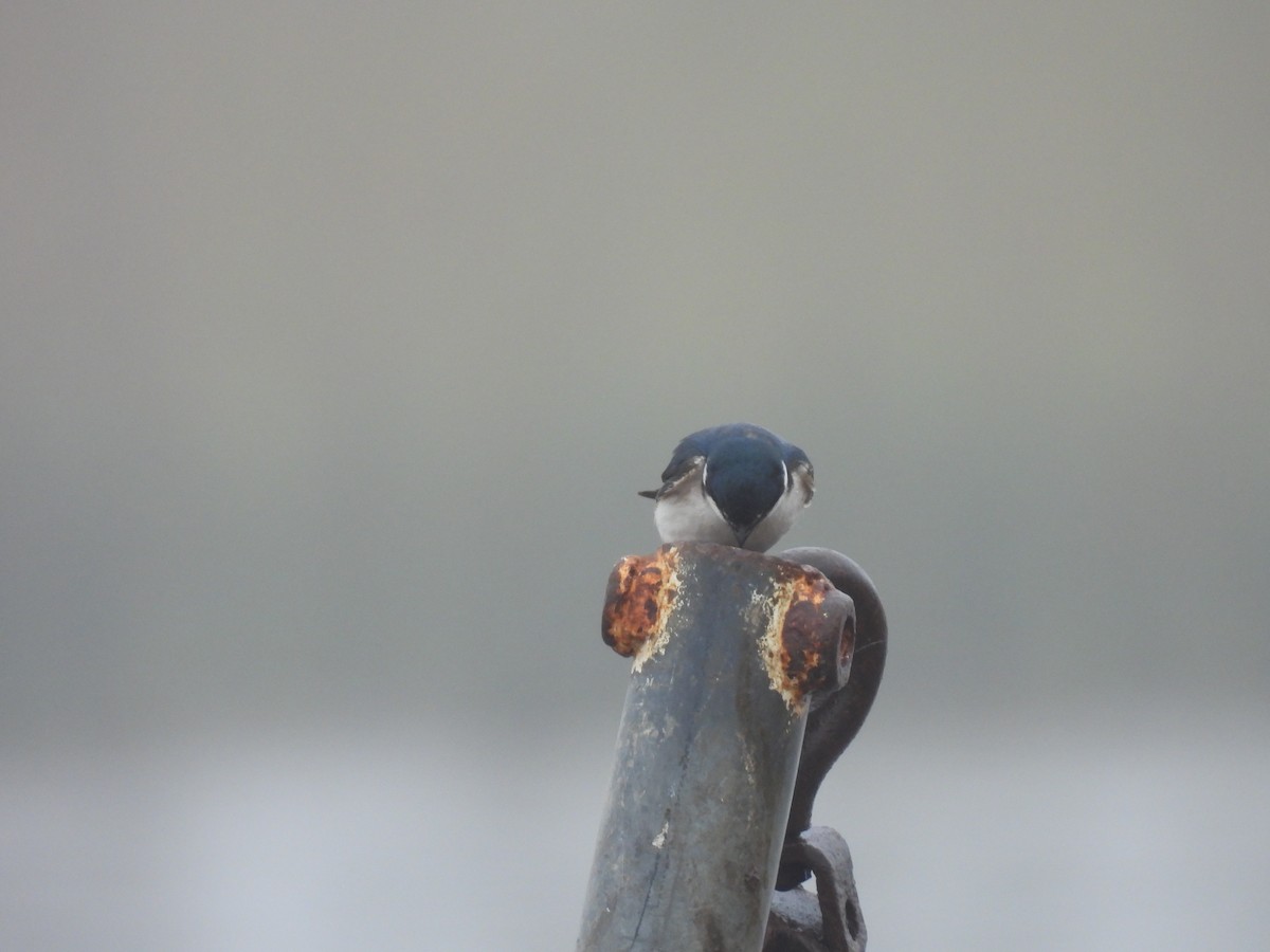 Golondrina Cejiblanca - ML643585738