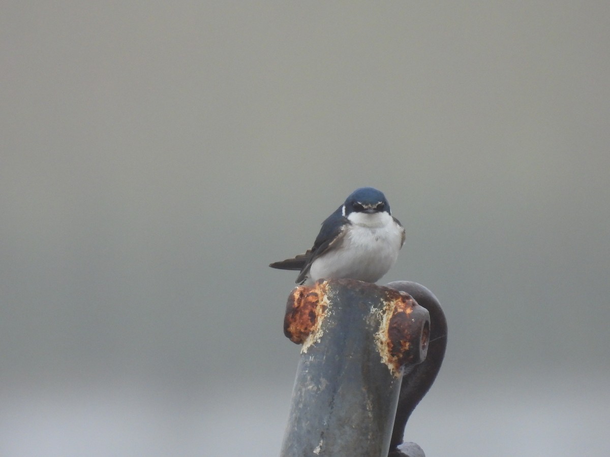 Golondrina Cejiblanca - ML643585744