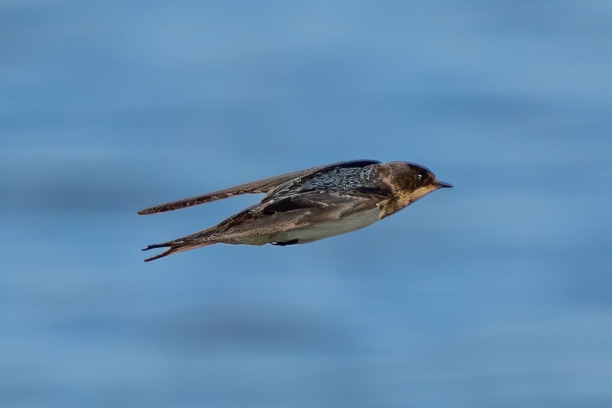 Barn Swallow - ML643585748