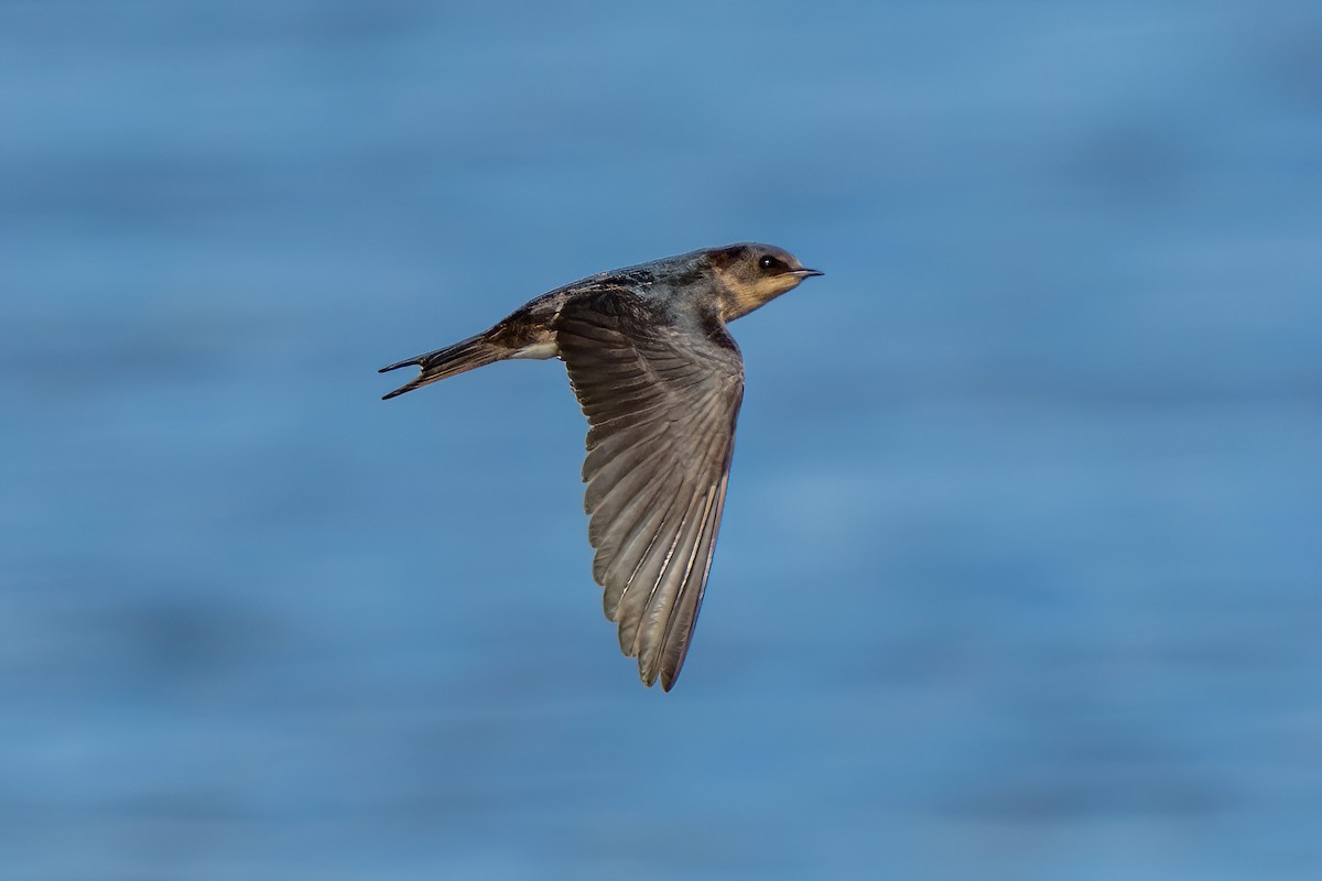 Barn Swallow - ML643585749