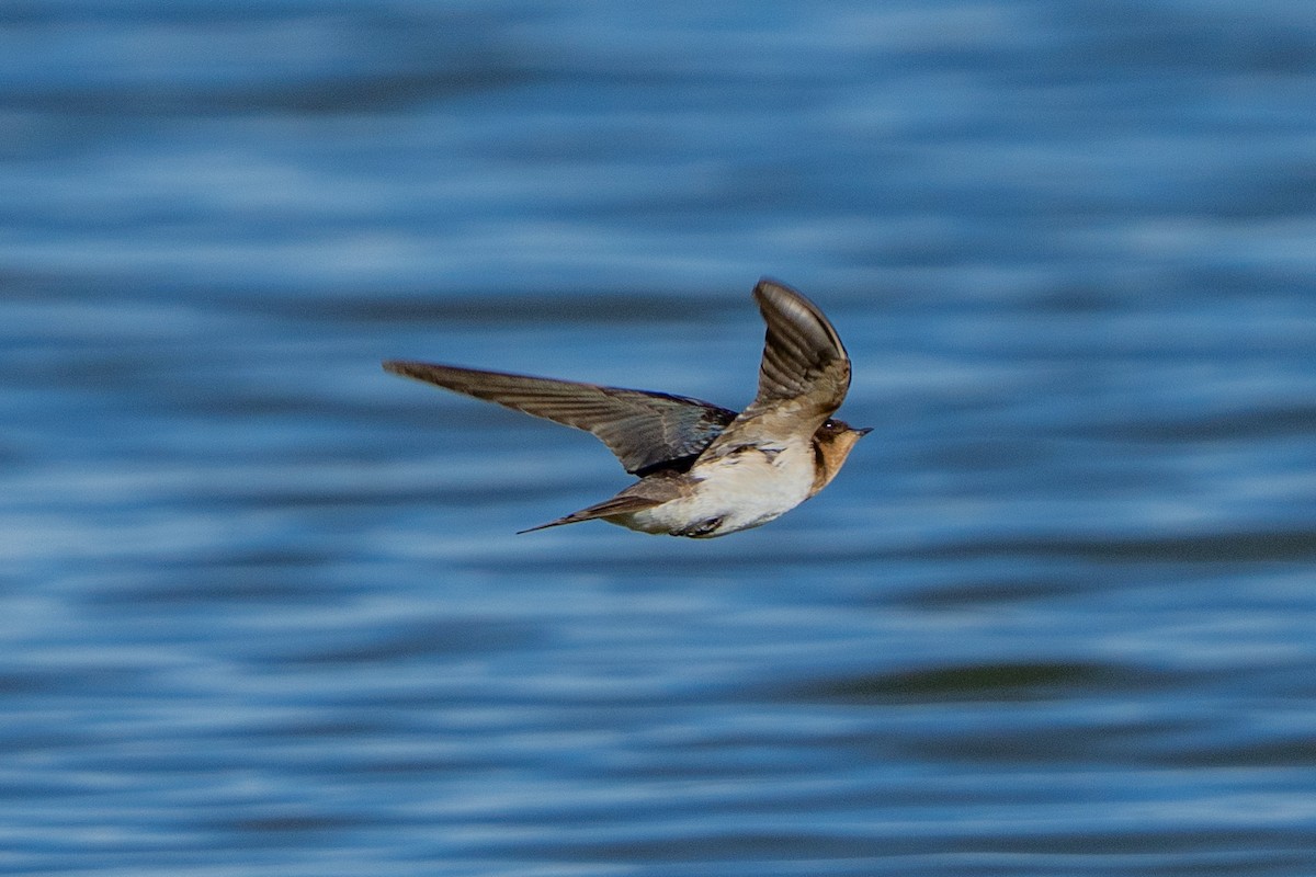 Barn Swallow - ML643585750