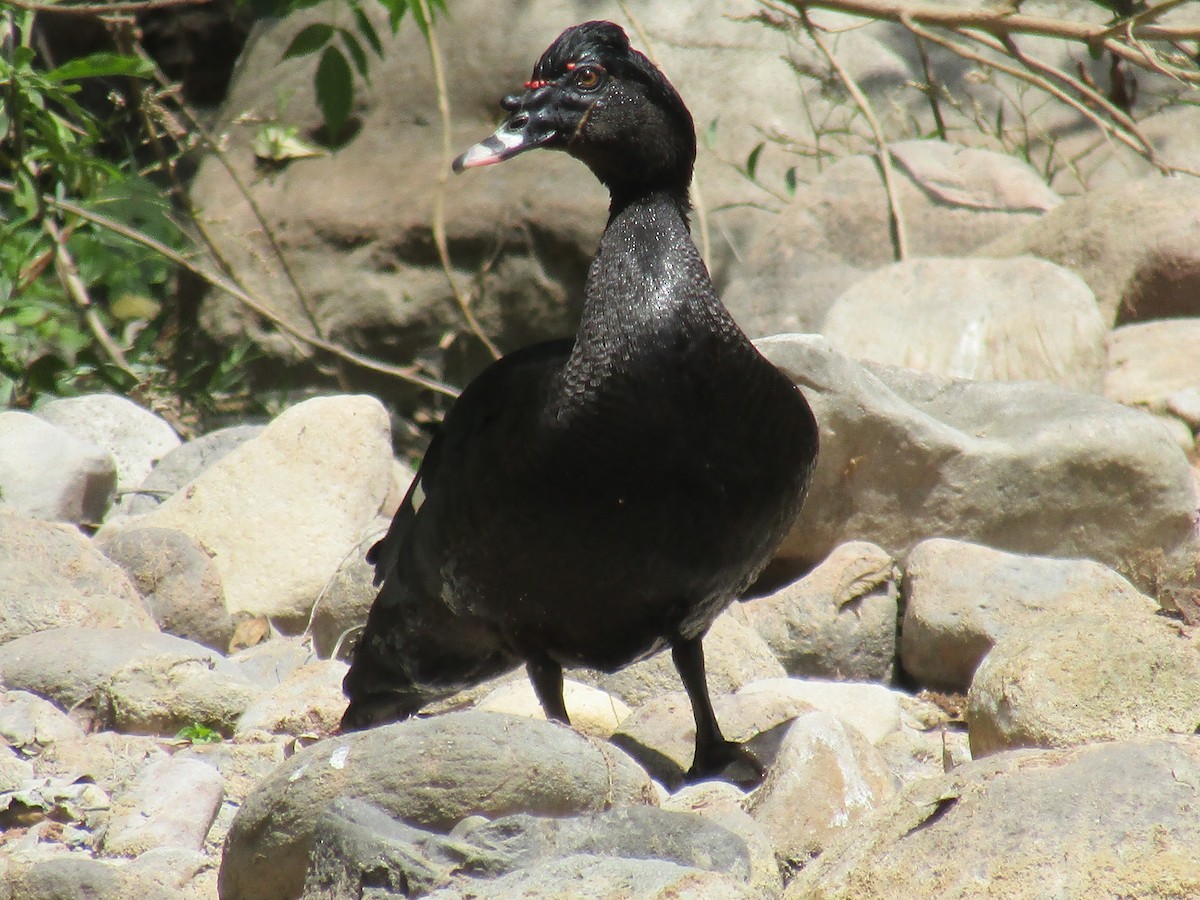 Muscovy Duck - ML643585752