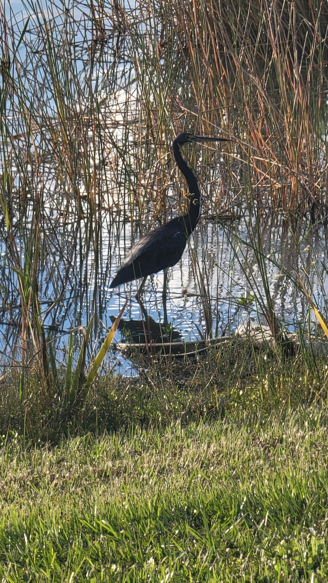 Tricolored Heron - ML643585756