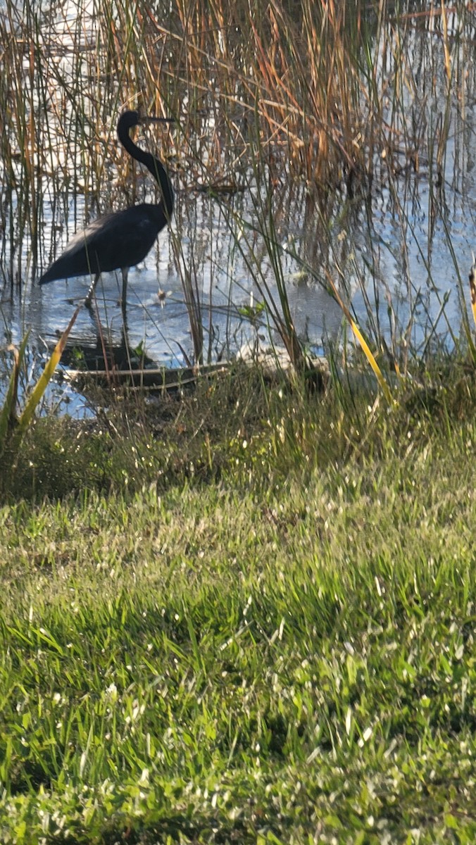 Tricolored Heron - ML643585757