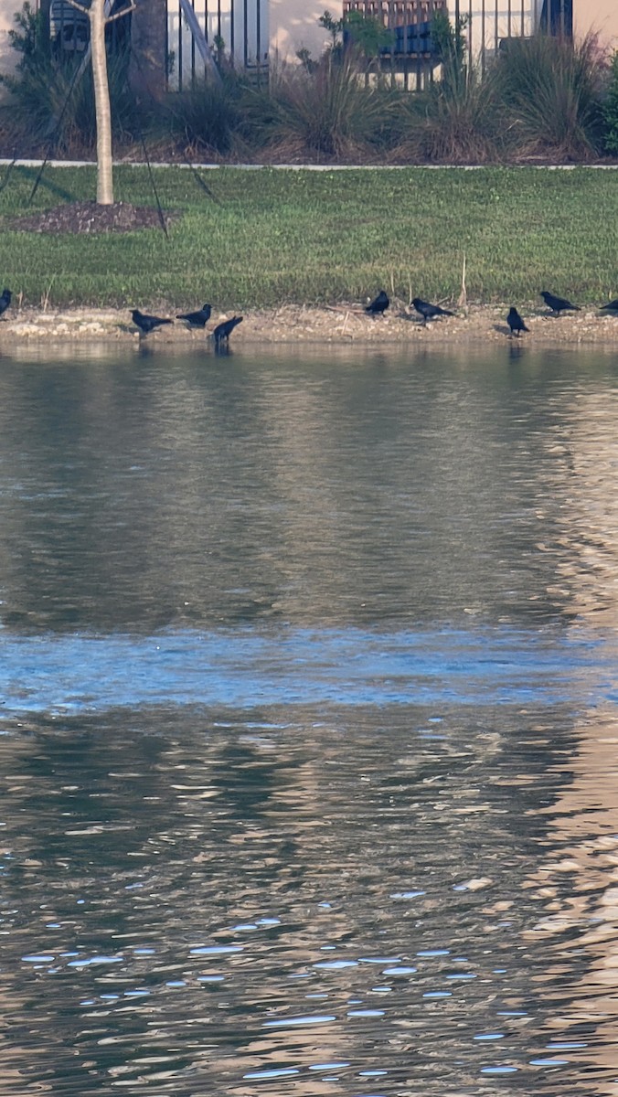 Fish Crow - ML643585763