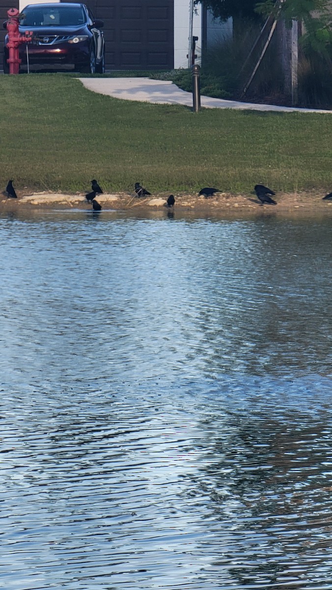 Fish Crow - ML643585764