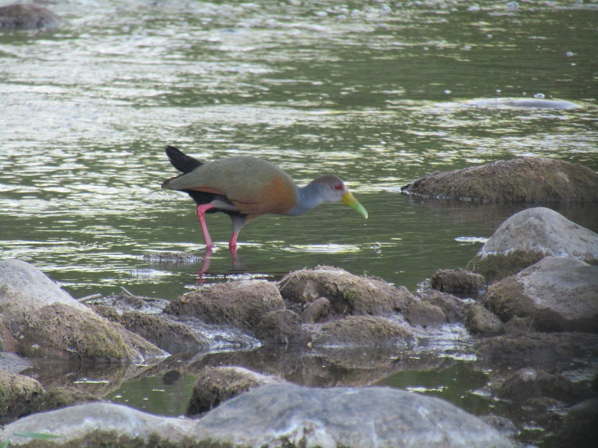 Gray-cowled Wood-Rail - ML643585772