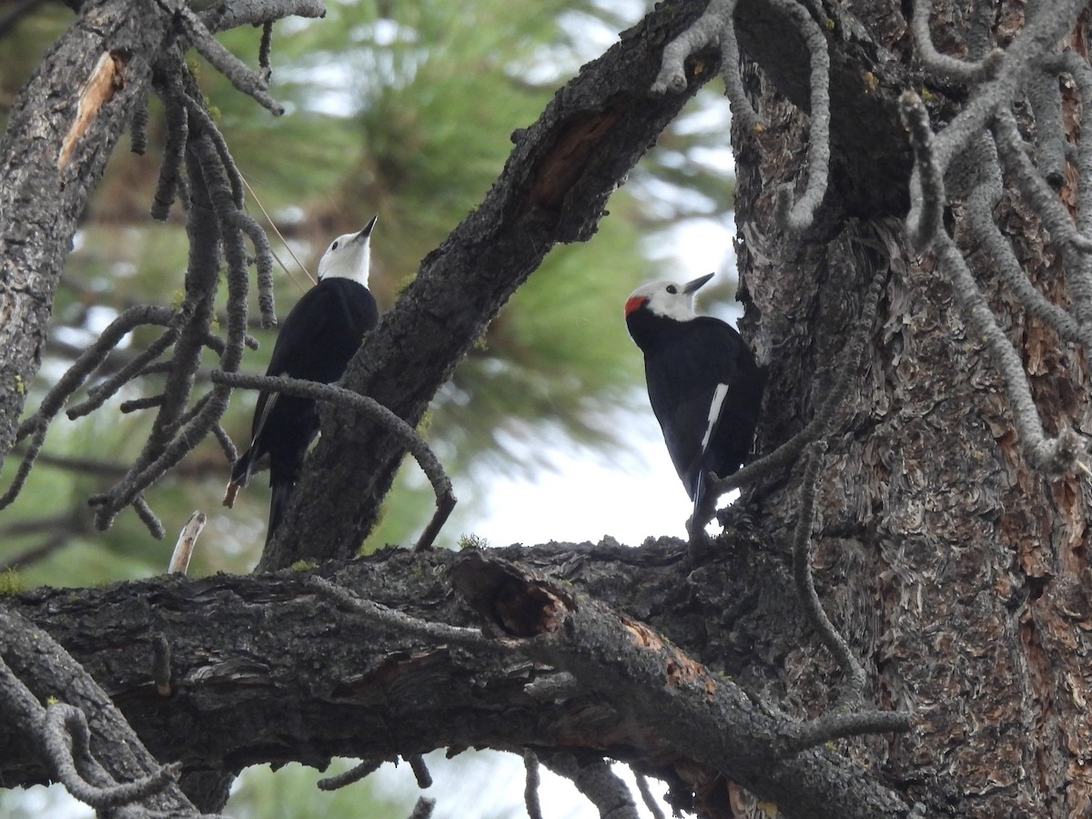 White-headed Woodpecker - ML643585773