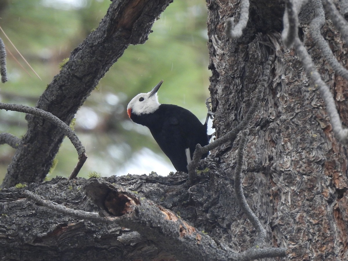 White-headed Woodpecker - ML643585774