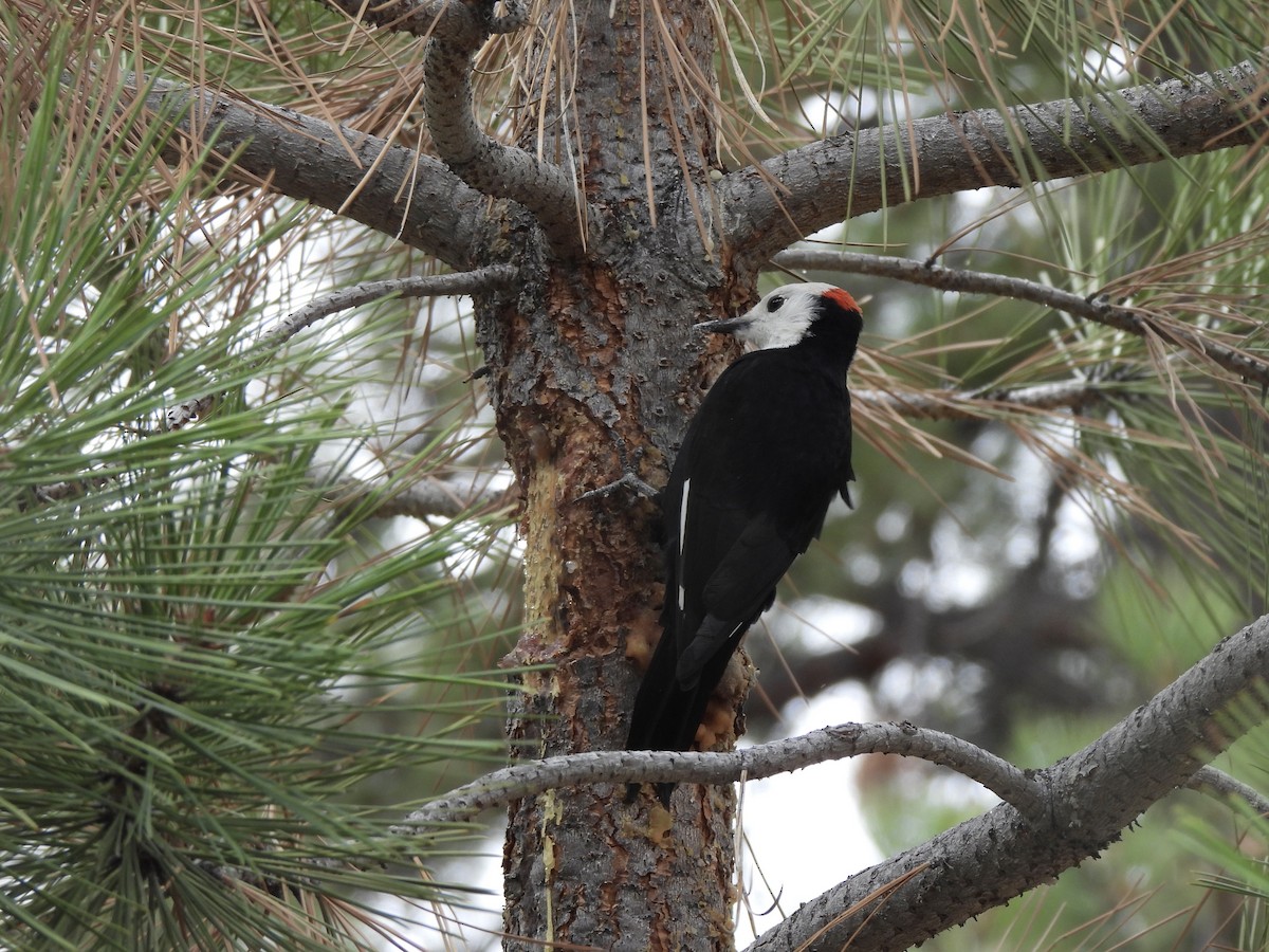 White-headed Woodpecker - ML643585775