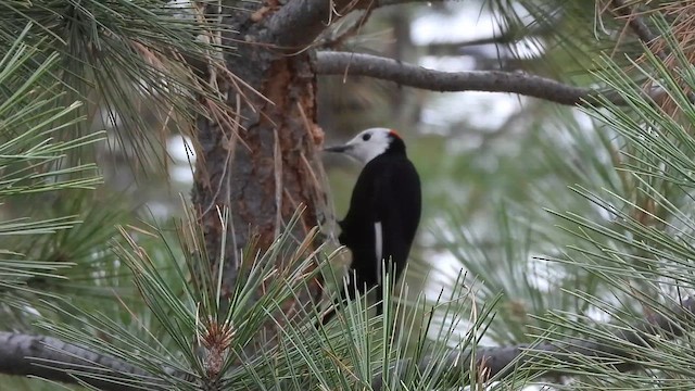White-headed Woodpecker - ML643585776