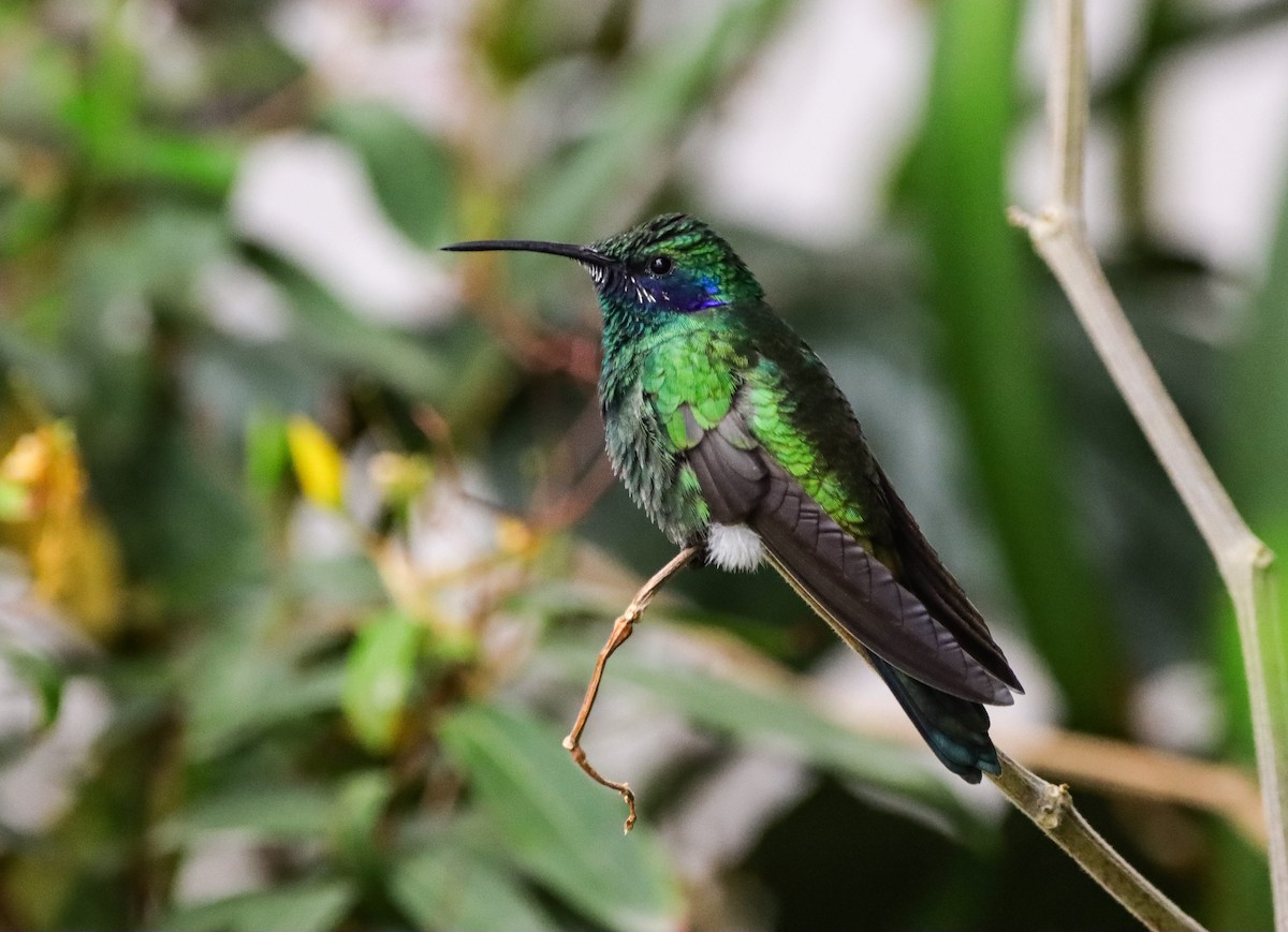 Colibri d'Anaïs - ML643585777