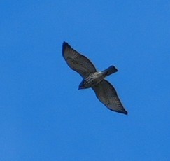Broad-winged Hawk - ML643585783