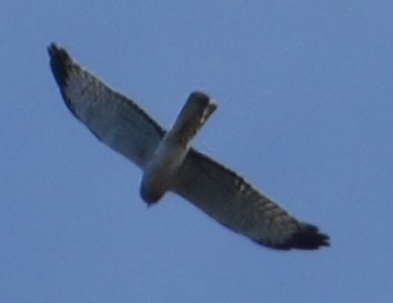 Broad-winged Hawk - ML643585784