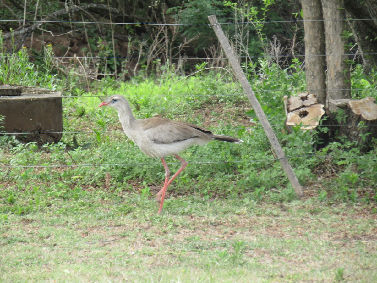 Red-legged Seriema - ML643585796