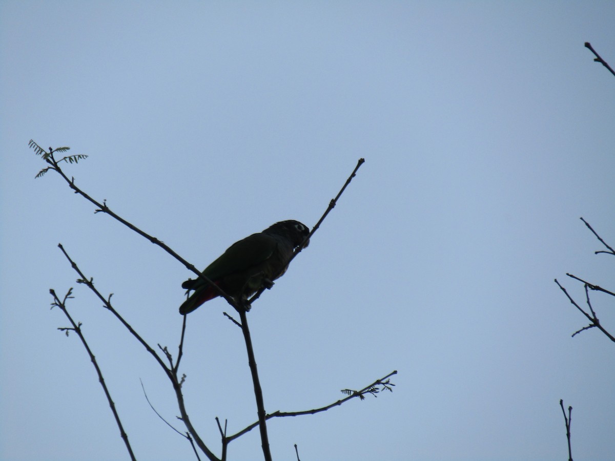 Scaly-headed Parrot - ML643585803