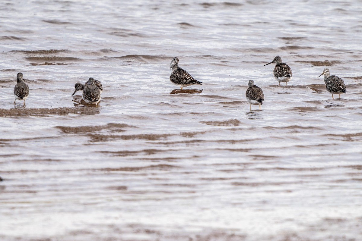 Greater Yellowlegs - ML643585838