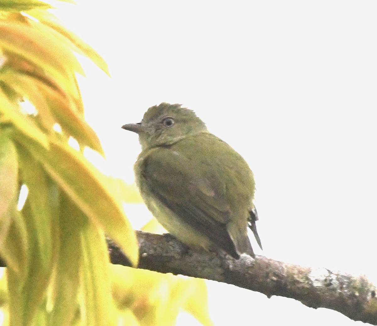 Dwarf Tyrant-Manakin - ML643585851