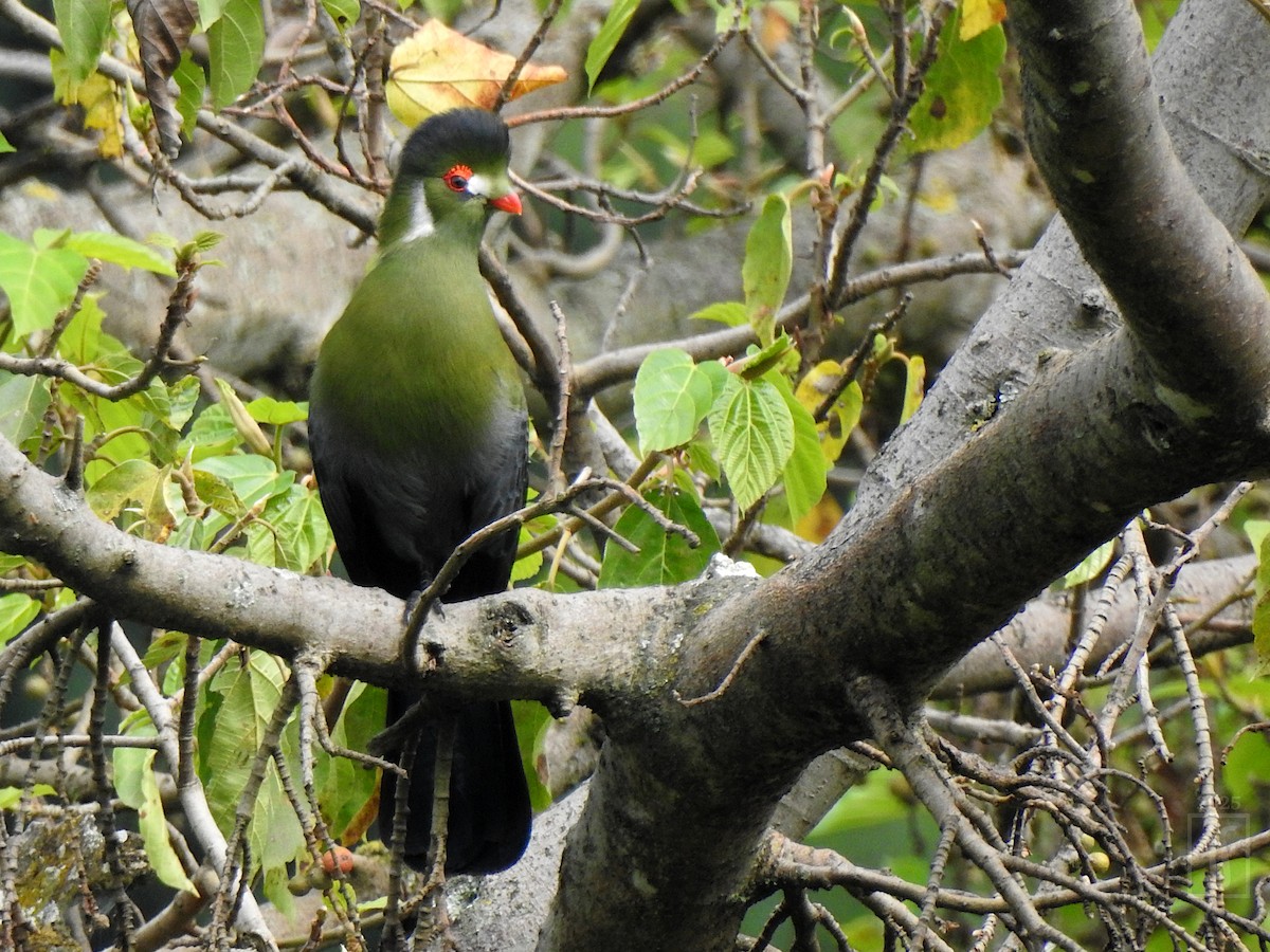 White-cheeked Turaco - ML643585859