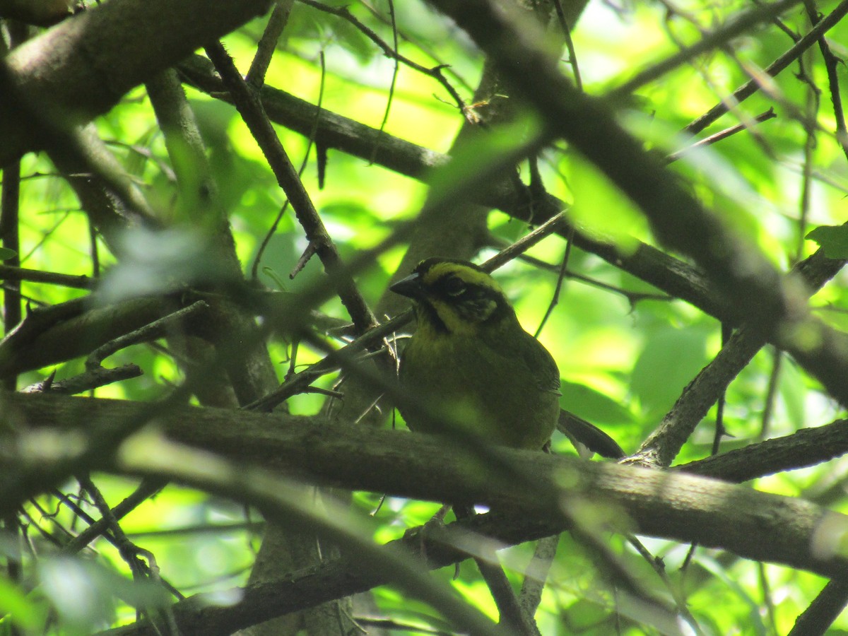 Yellow-striped Brushfinch - ML643585865