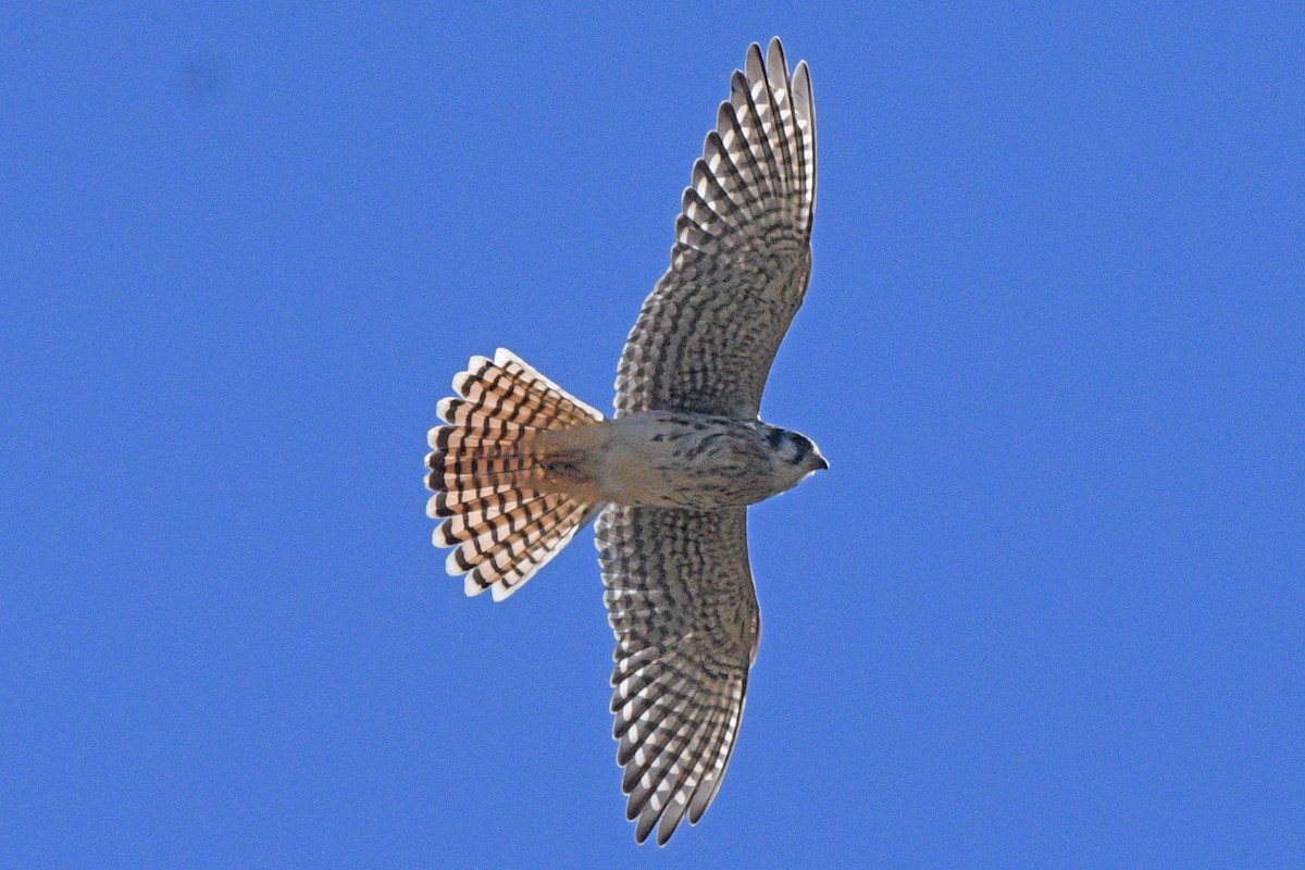 American Kestrel - ML643585885