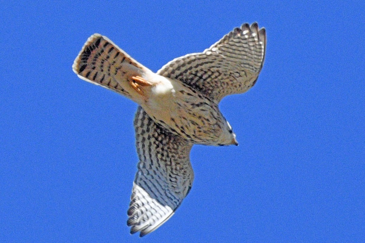 American Kestrel - ML643585887