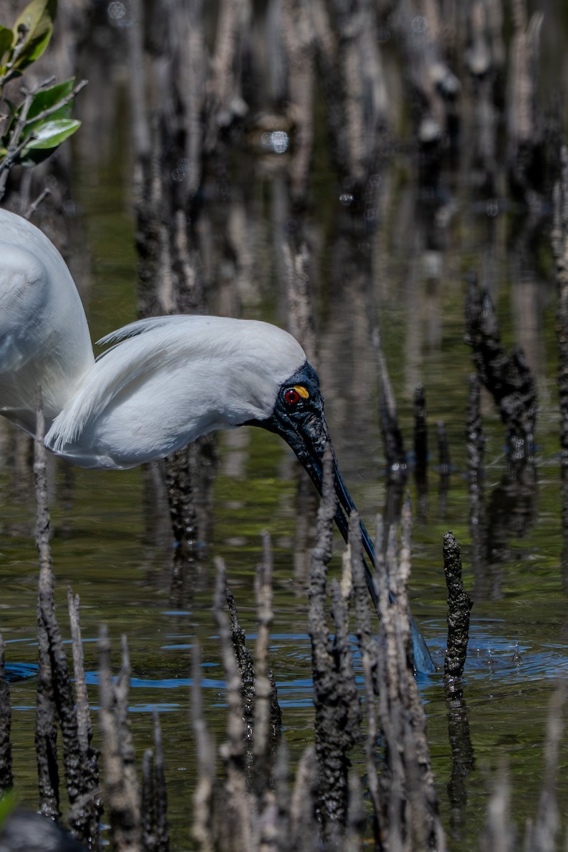Royal Spoonbill - ML643585917