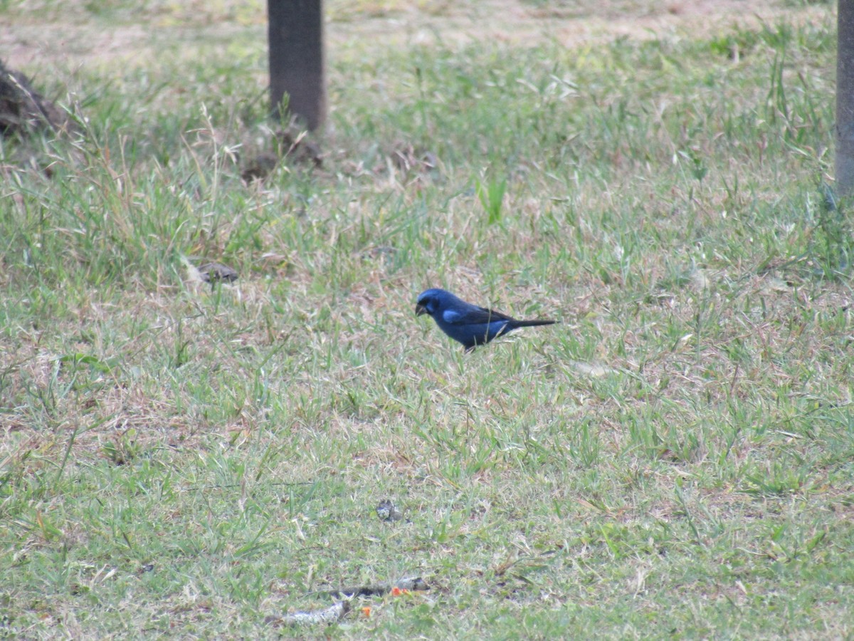Ultramarine Grosbeak - ML643585919