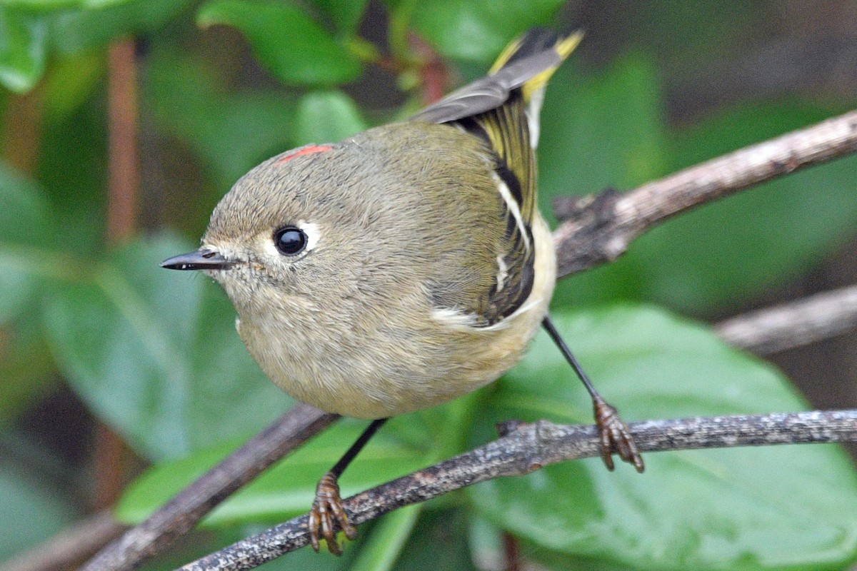 Ruby-crowned Kinglet - ML643585948
