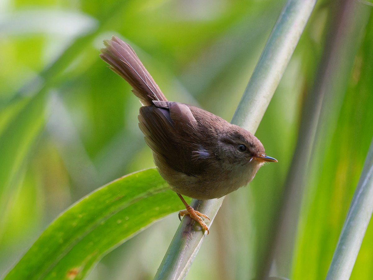 Aberrant Bush Warbler (Sunda) - ML643585951
