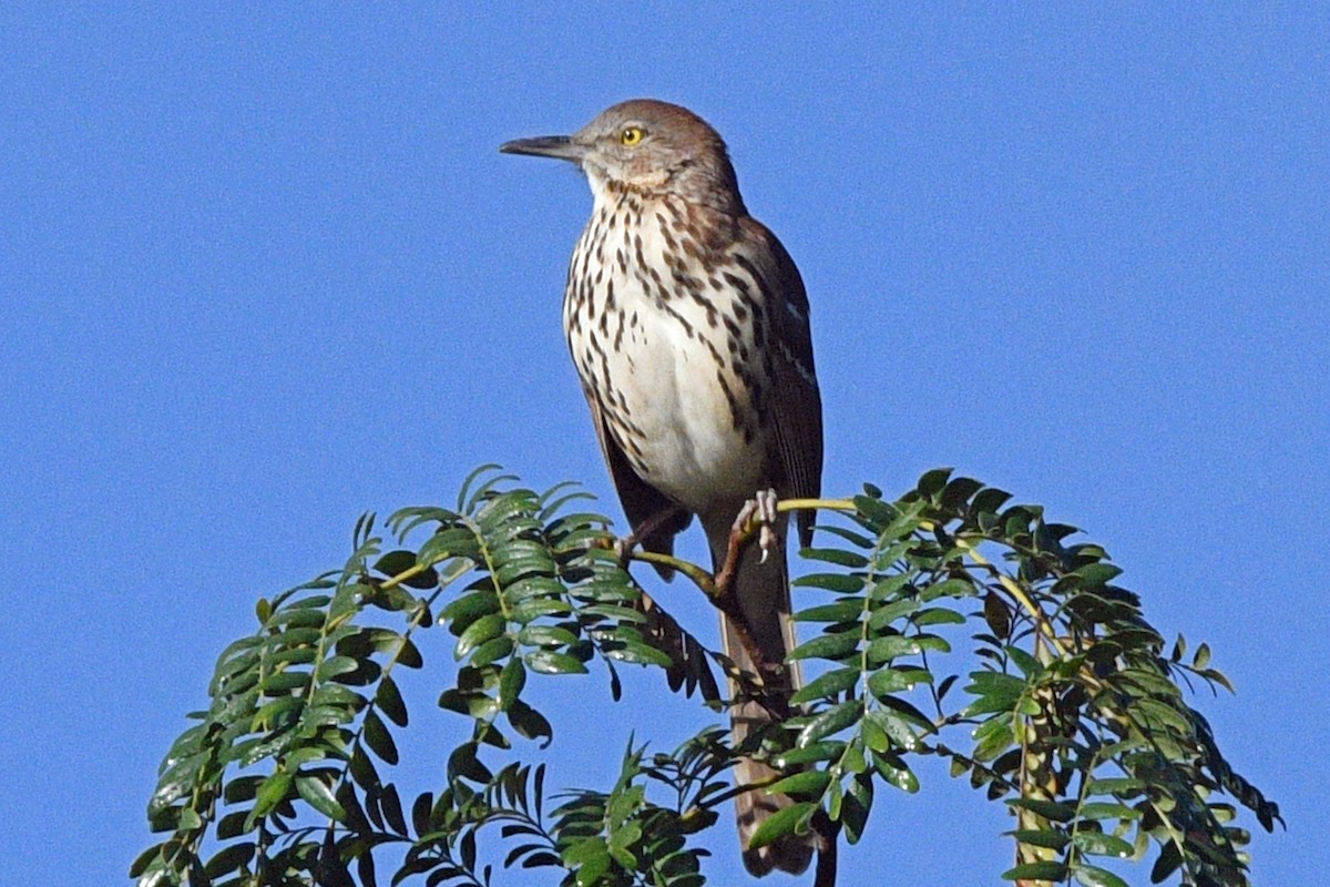 Brown Thrasher - ML643585956