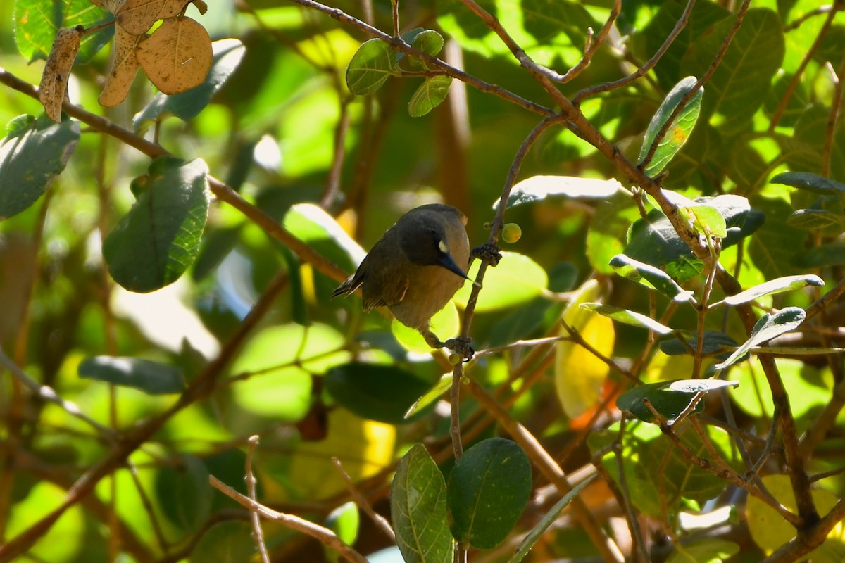 クチシロミツスイ - ML643585957