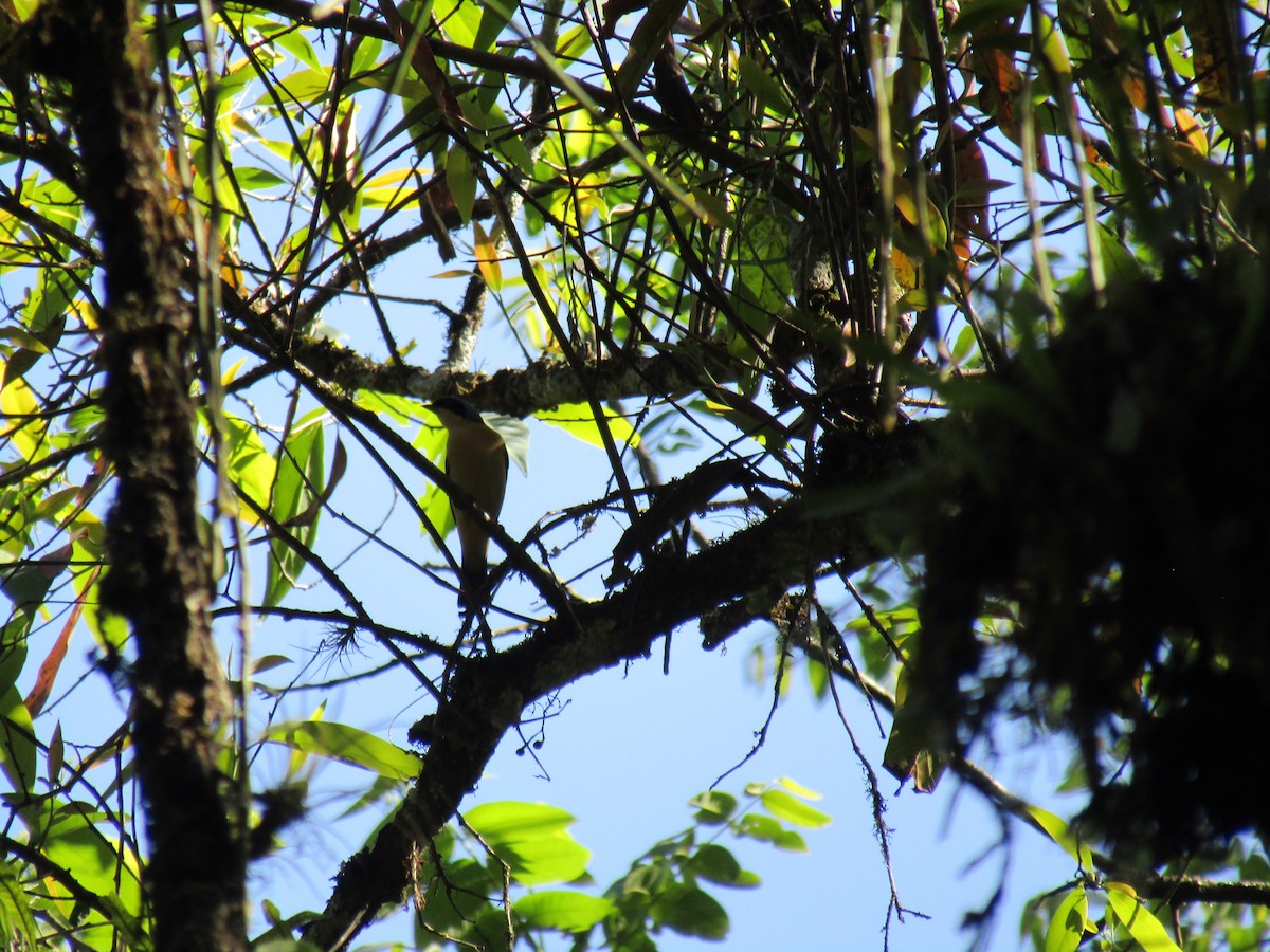 Fawn-breasted Tanager - ML643585958