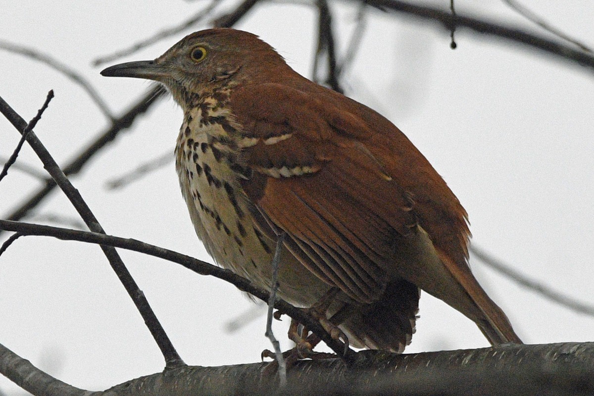 Brown Thrasher - ML643585966