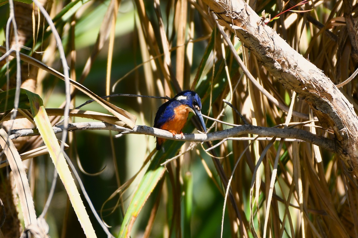 Azure Kingfisher - ML643585967