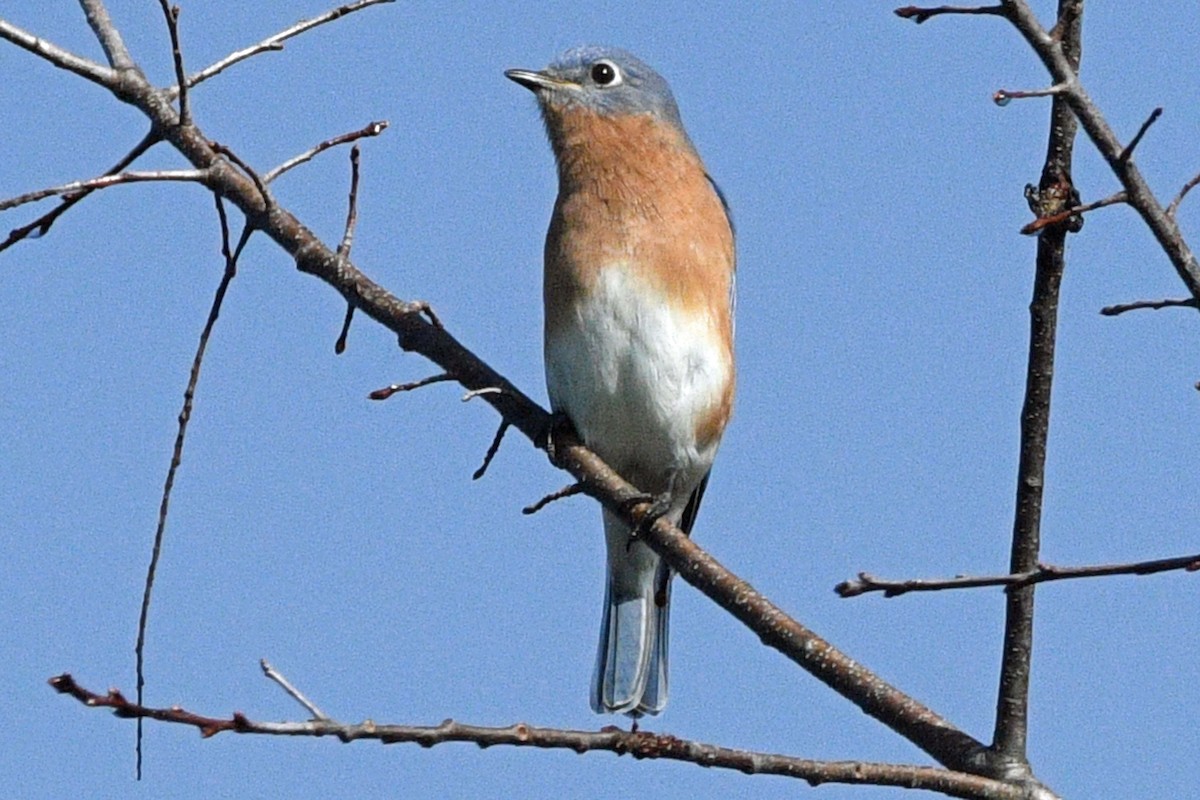 Eastern Bluebird - ML643585972