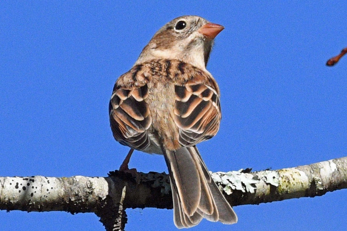 Field Sparrow - ML643585986