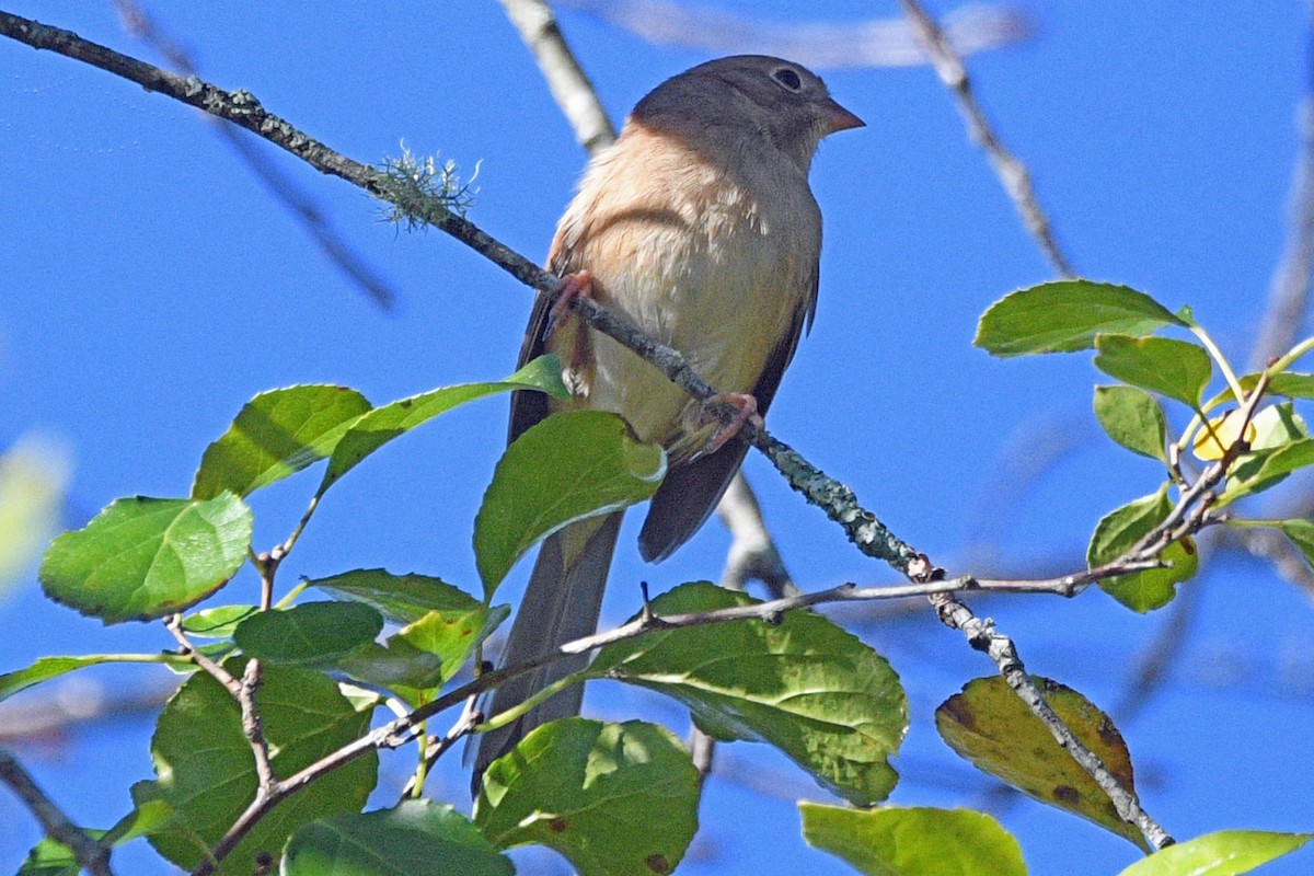 Field Sparrow - ML643585995