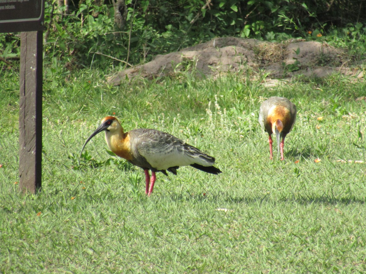 Buff-necked Ibis - ML643586001