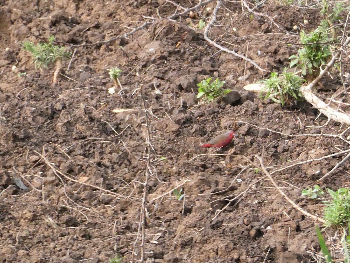 African Firefinch - ML643586008