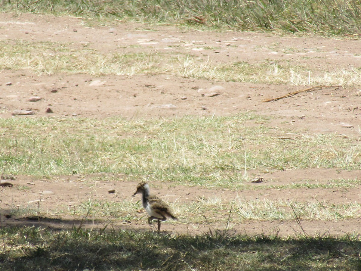 Southern Lapwing - ML643586012