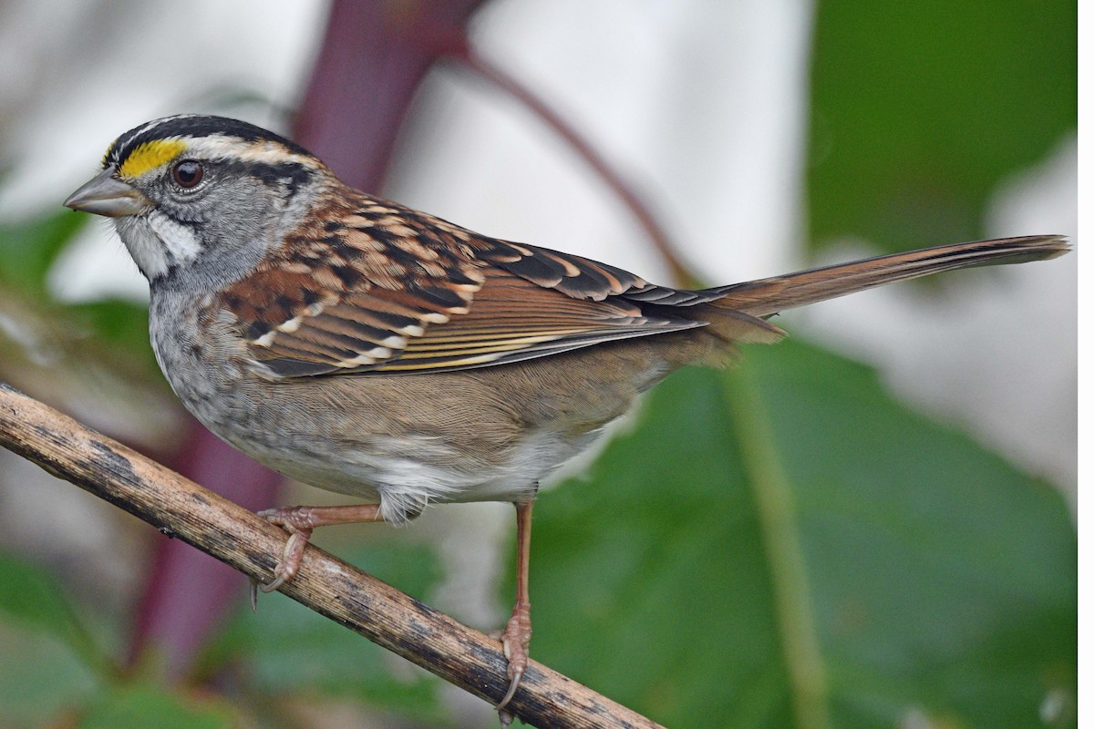 White-throated Sparrow - ML643586018