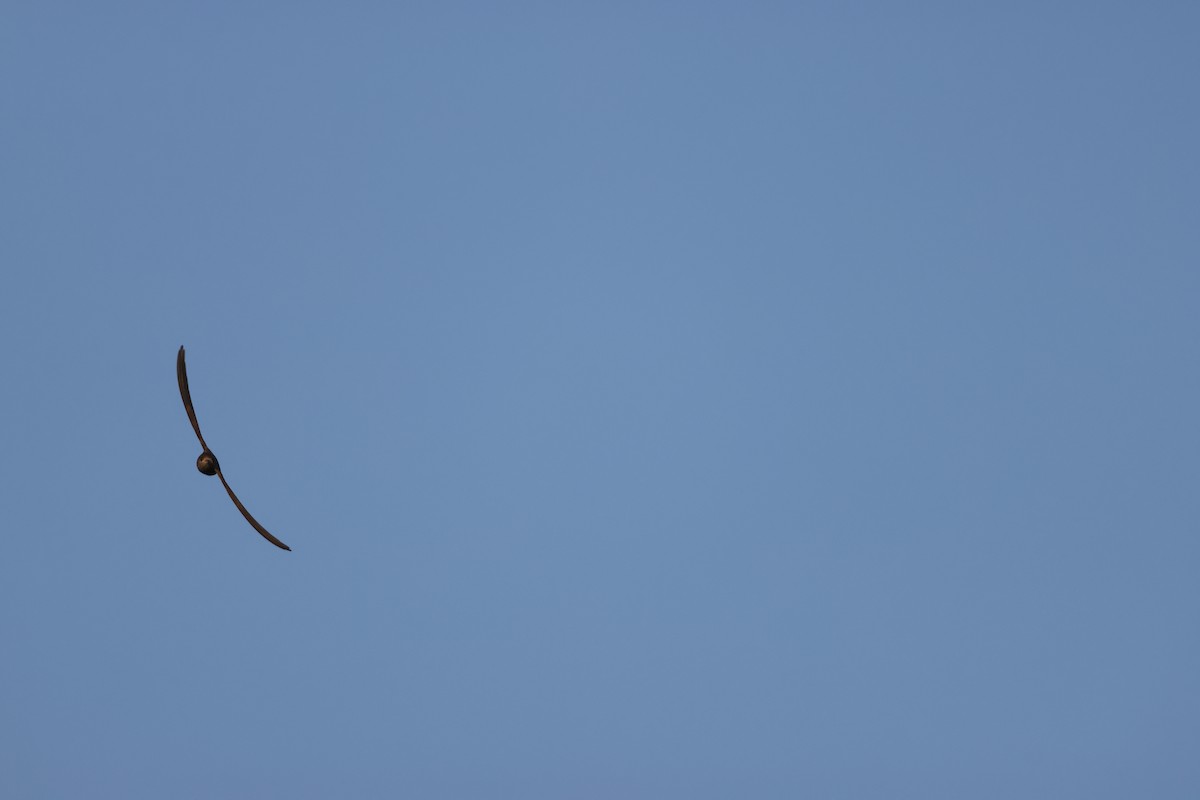 African Palm Swift - ML643586021