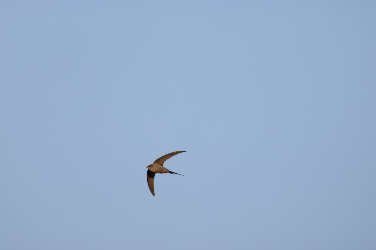 African Palm Swift - ML643586022