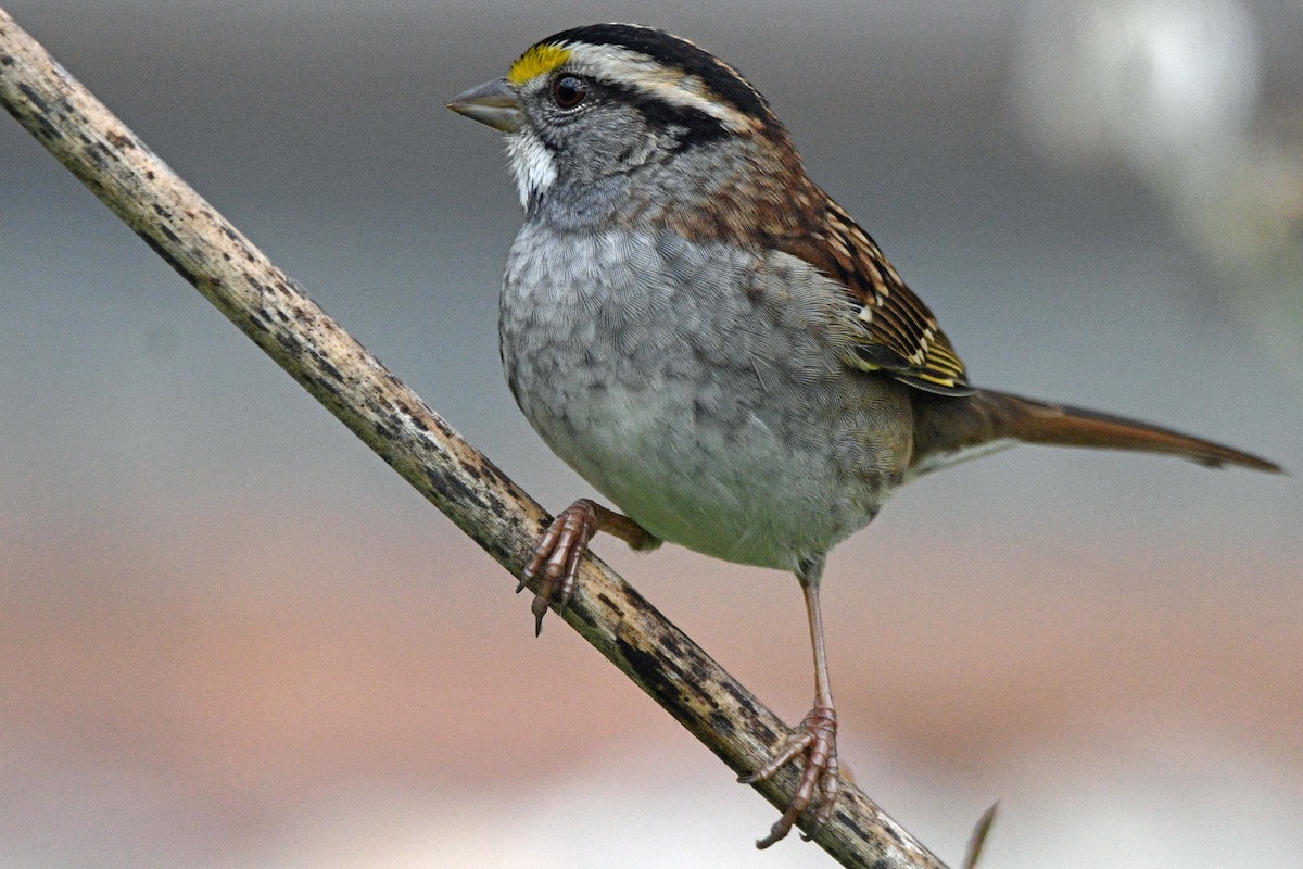 White-throated Sparrow - ML643586028