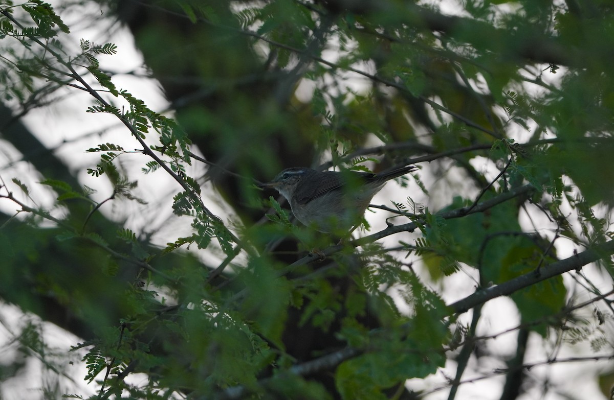 Dusky Warbler - ML643586029