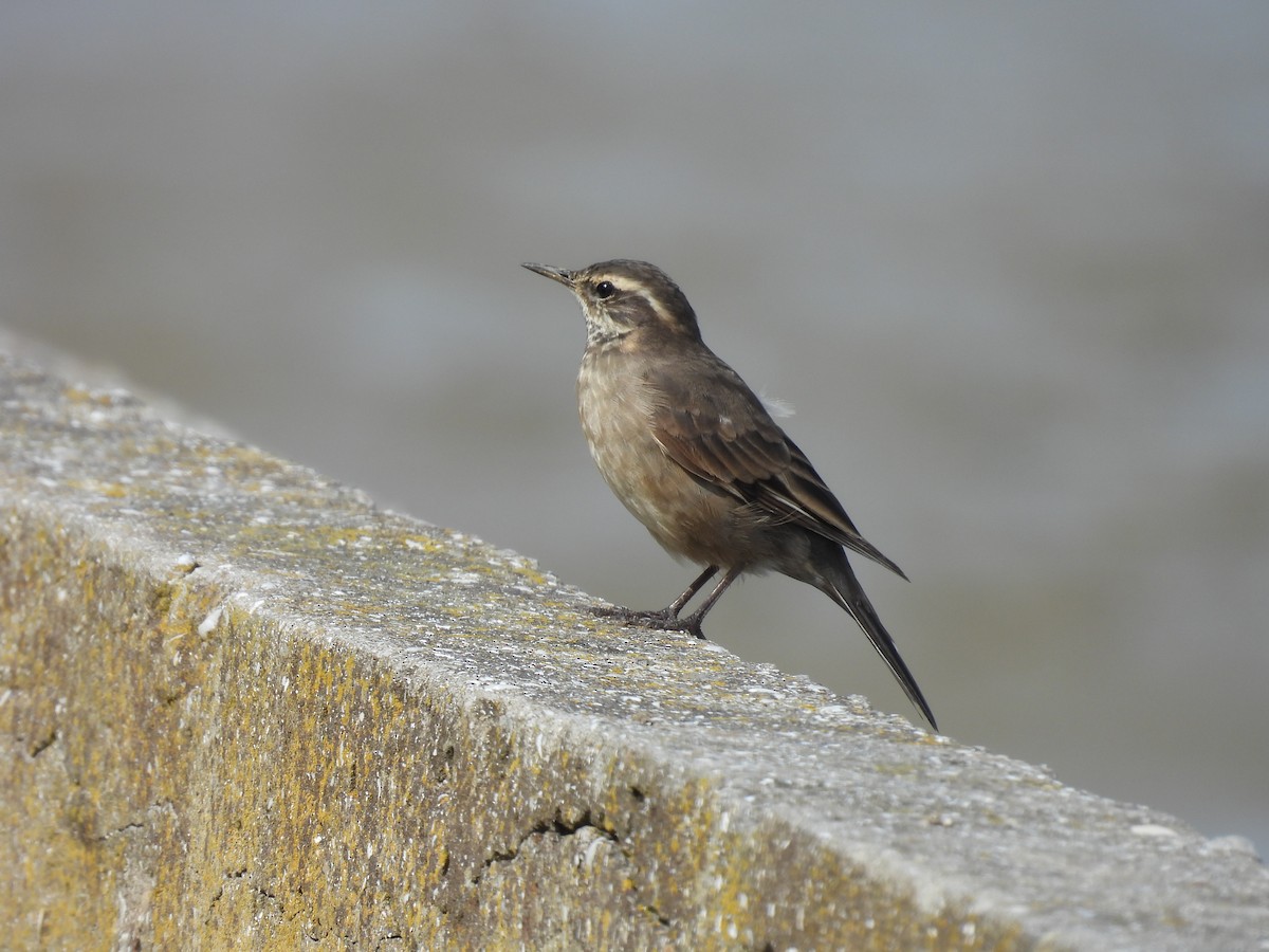 Buff-winged Cinclodes - ML643586041