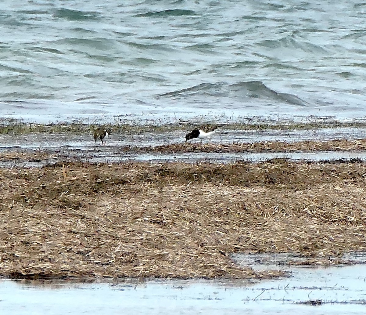 Harri-iraulari arrunta - ML643586052