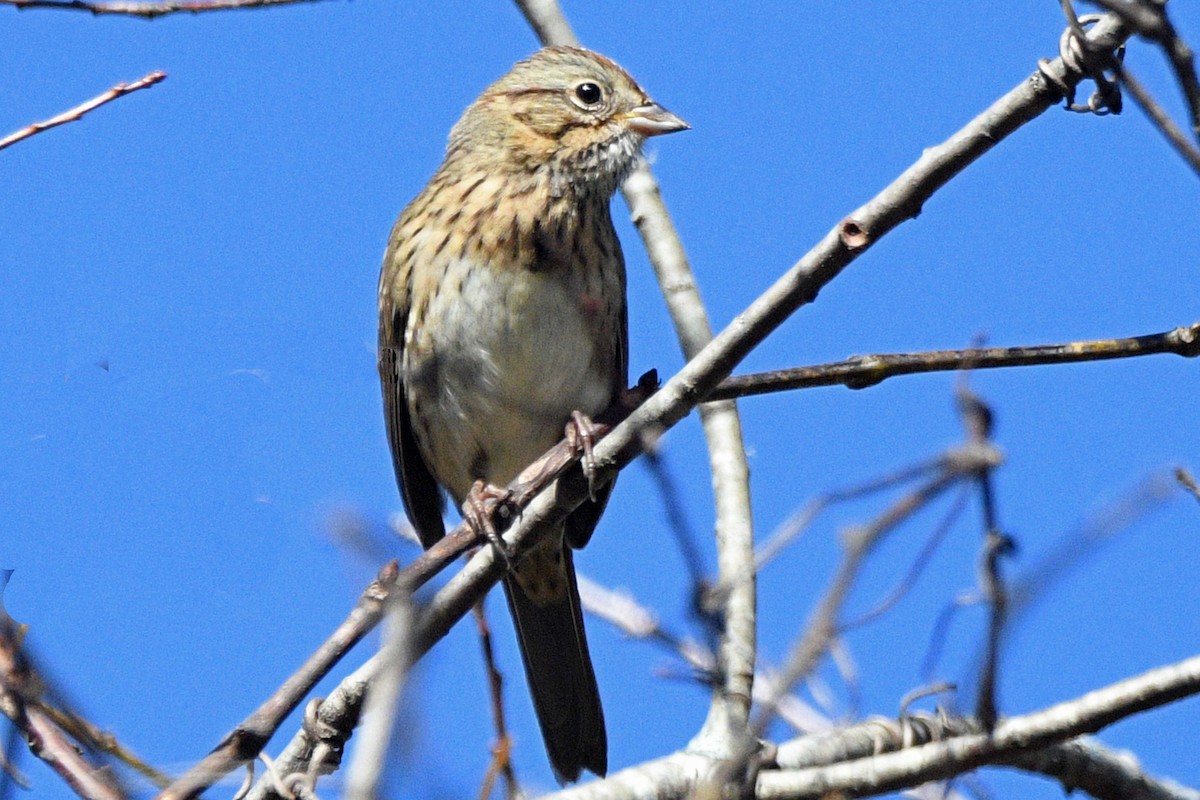 Lincoln's Sparrow - ML643586055