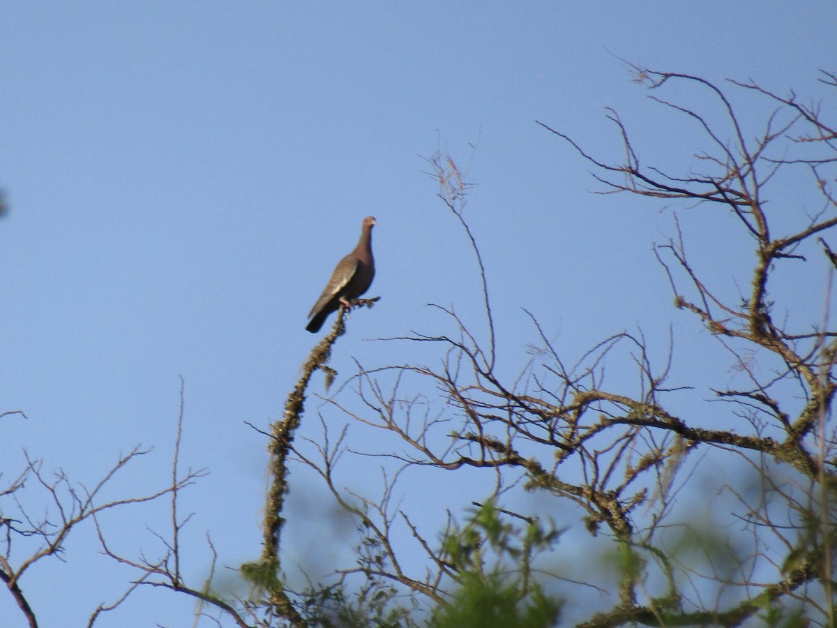 Picazuro Pigeon - ML643586056